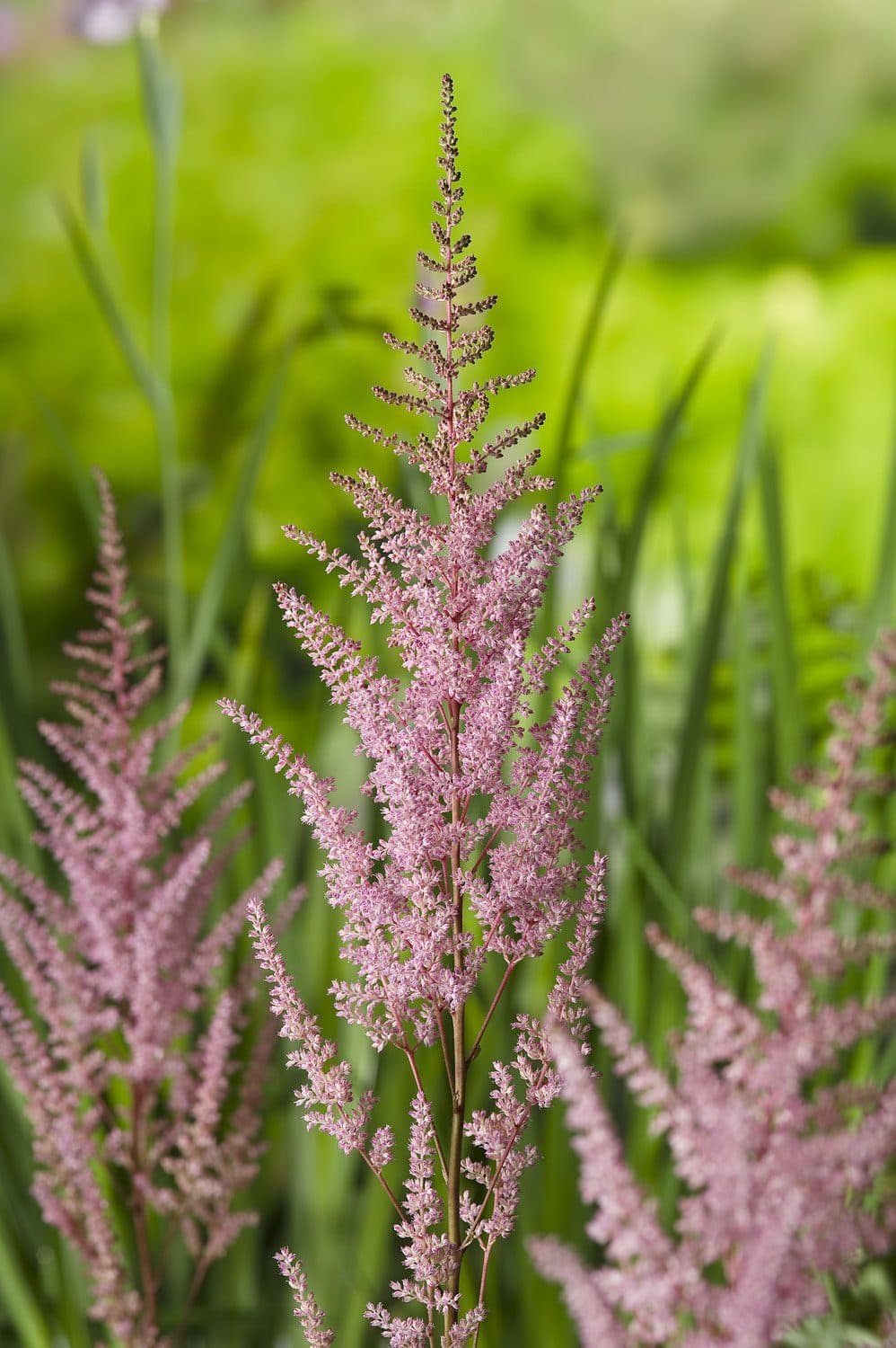 Astilbe