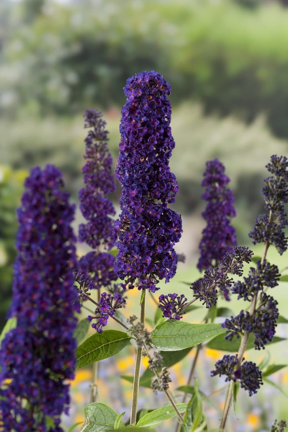 Buddleja