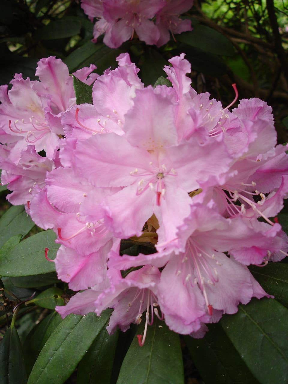 Rhododendron