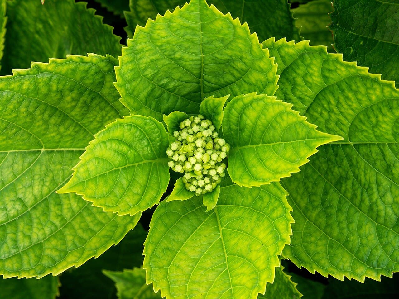 Hortensia